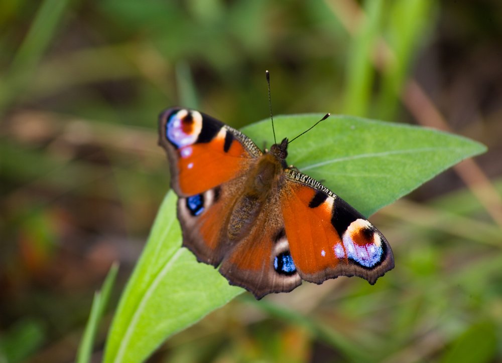 Photograph by коллега