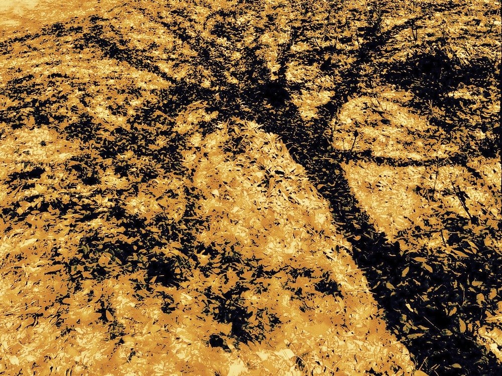 The Shadow Of The Fall