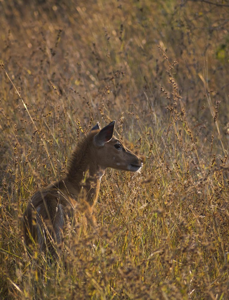 Photograph by Dewanshu kumar Roy