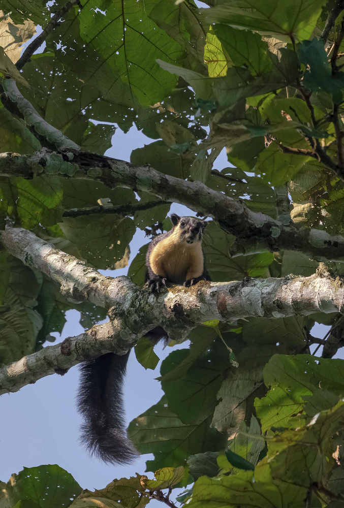 Photograph by Dewanshu kumar Roy