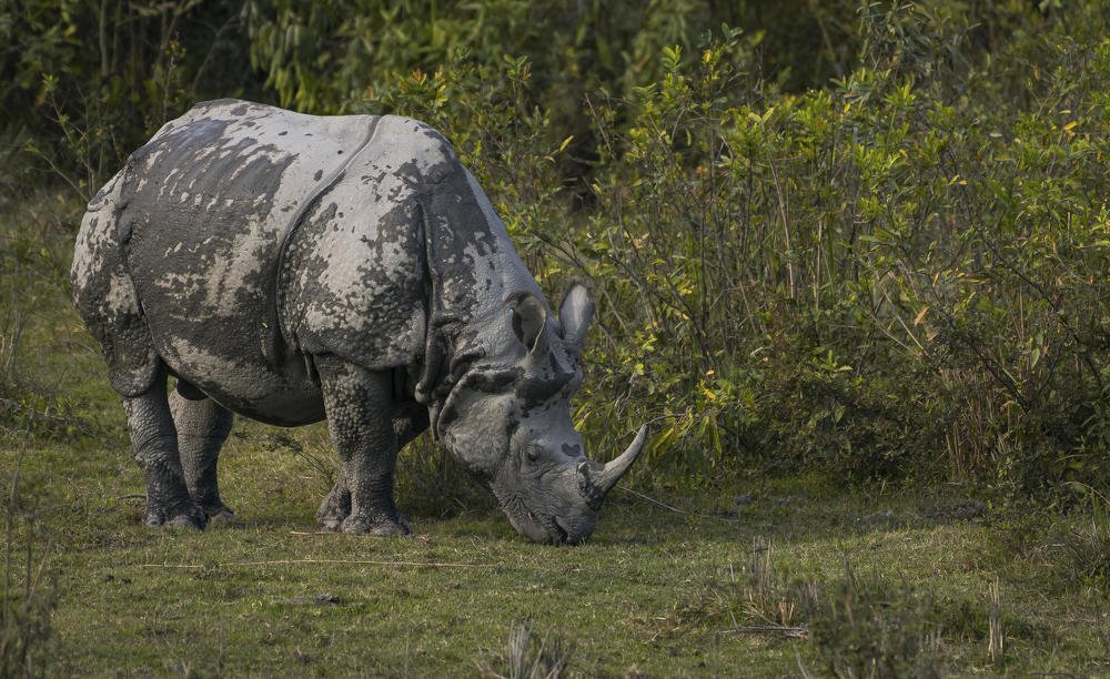 Photograph by Dewanshu kumar Roy