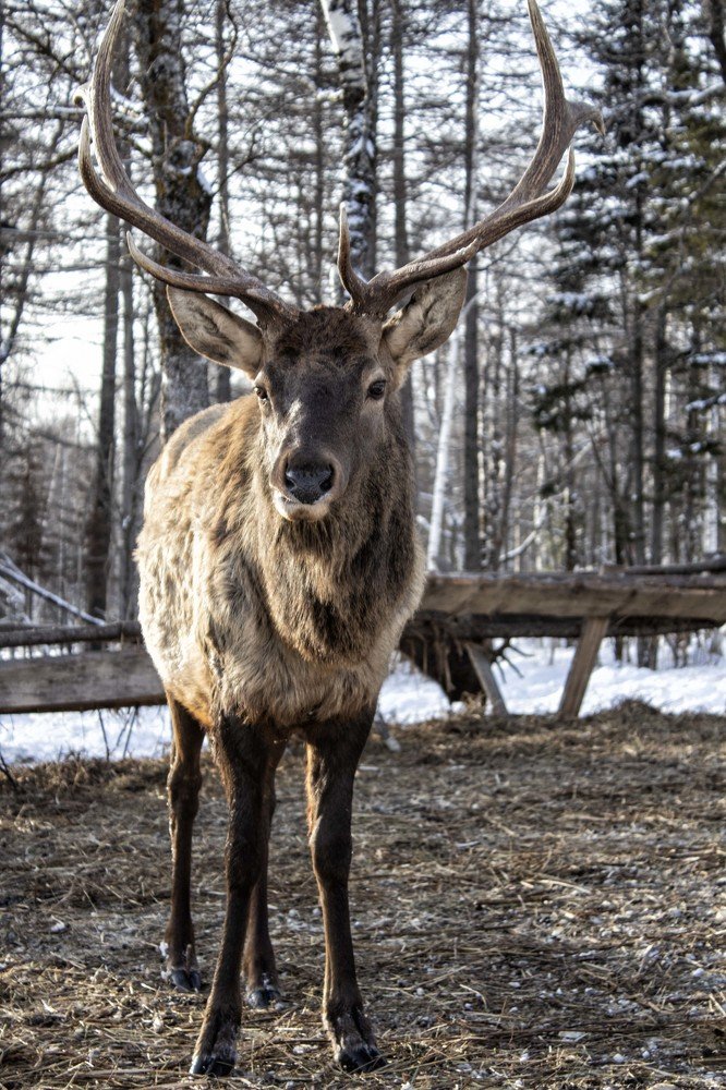 Фотография автора Веста Ягужинская