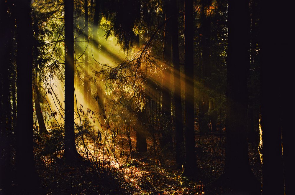 Photograph by Serguei Boukarev