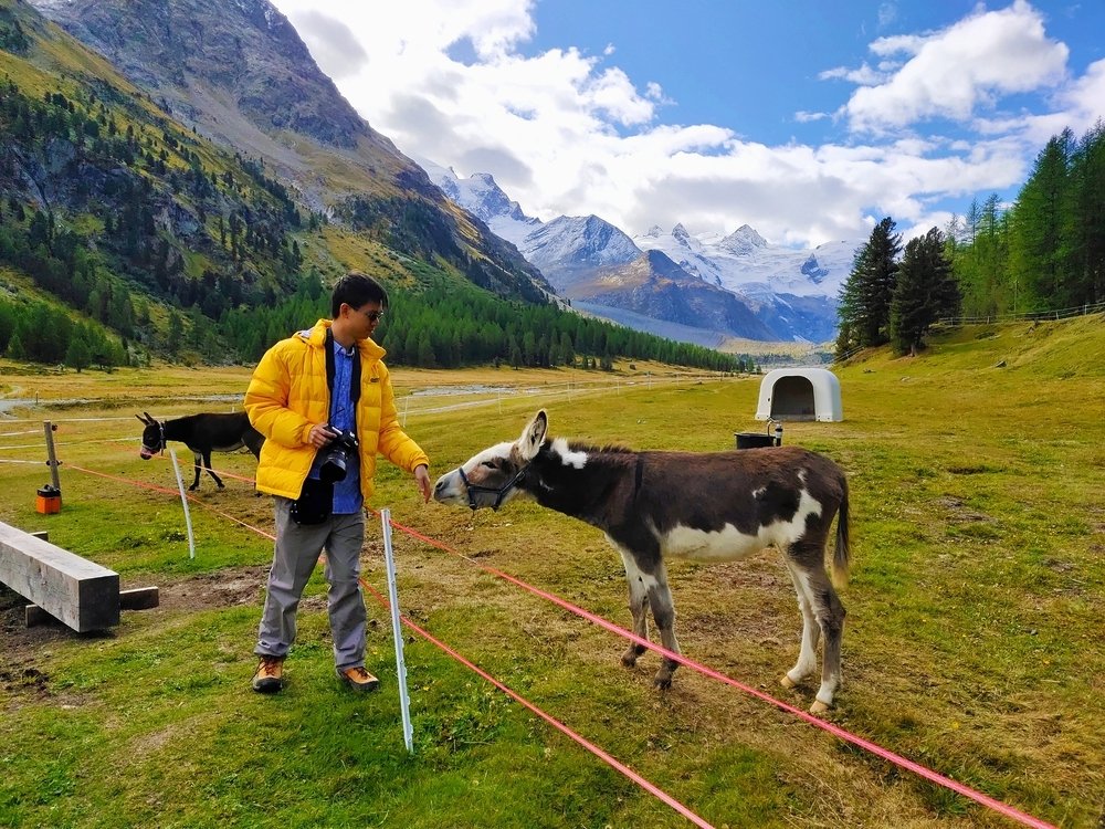 Peace Is Among Nature, Animals and Human