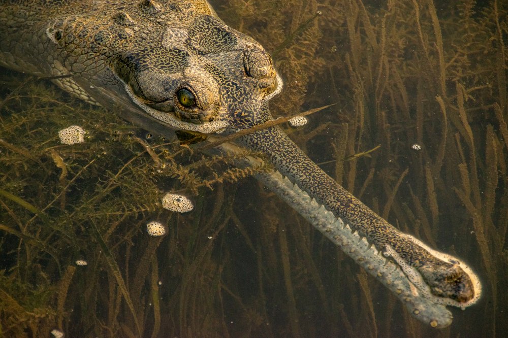 The Soon To Extinct Fish Eating Crocodiles
