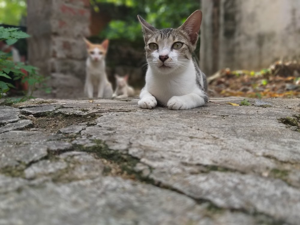 Cat looks  like tiger