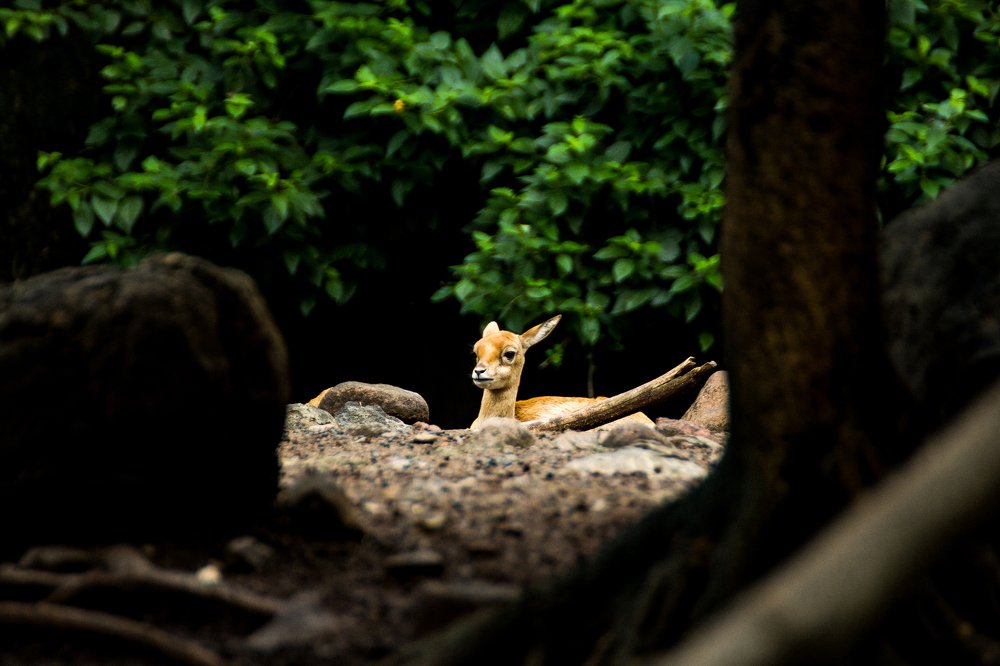 Photograph by Saumy Nagayach