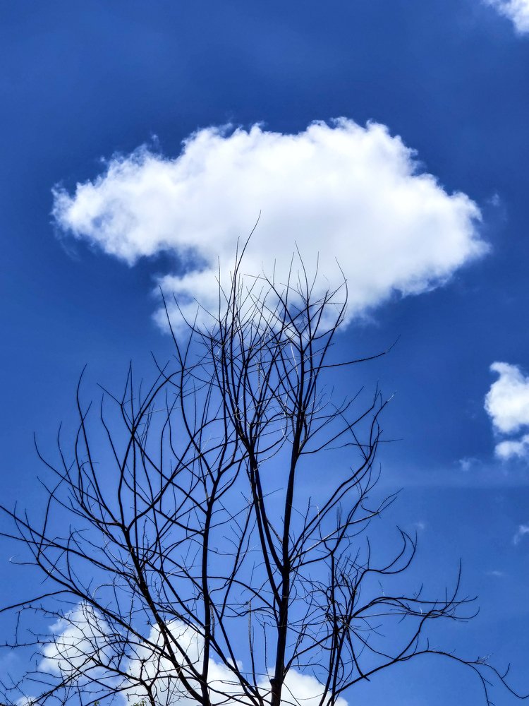 Photograph by Saumy Nagayach