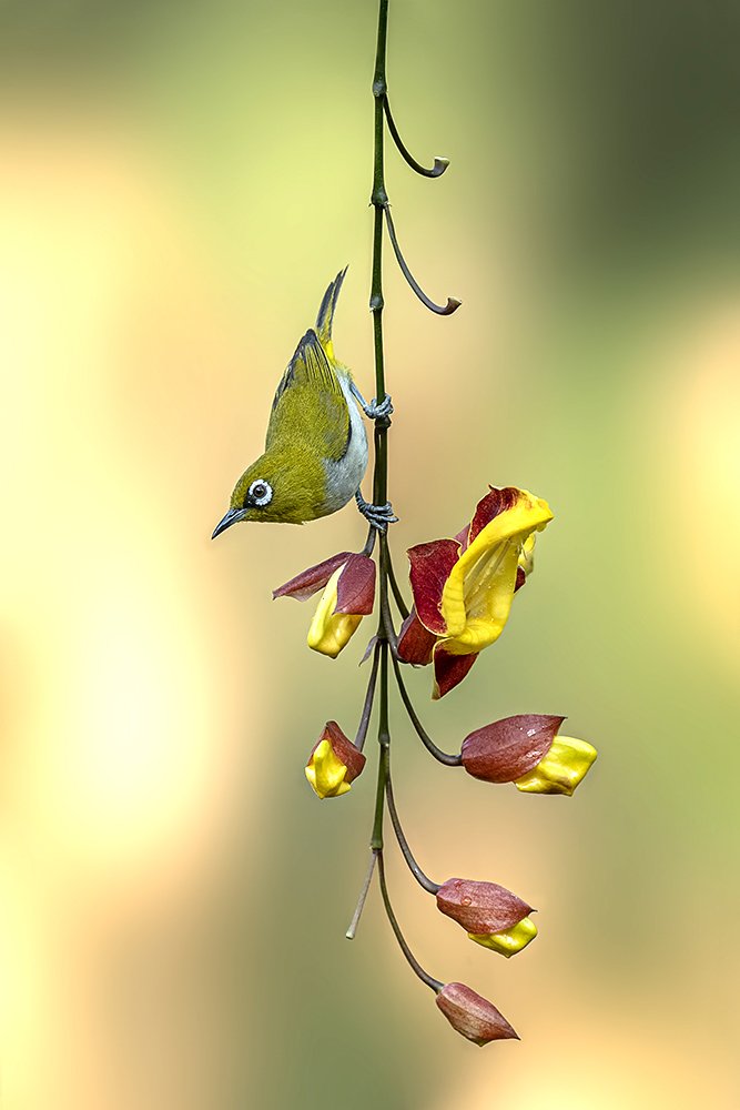 Oriental White-Eye