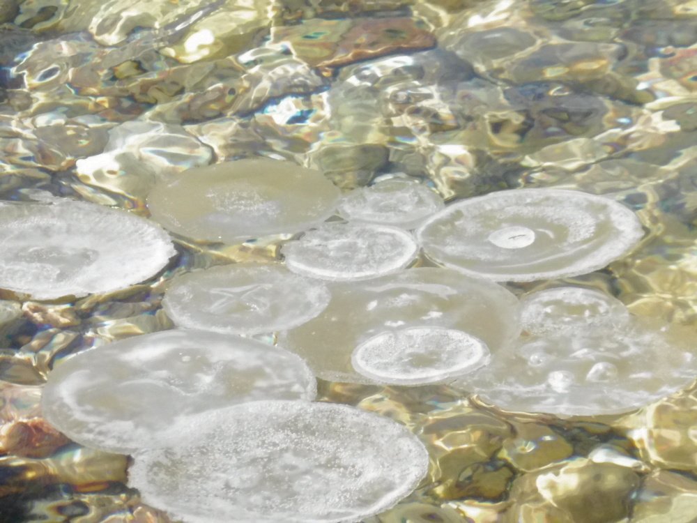 Photograph by Елена Коробкина