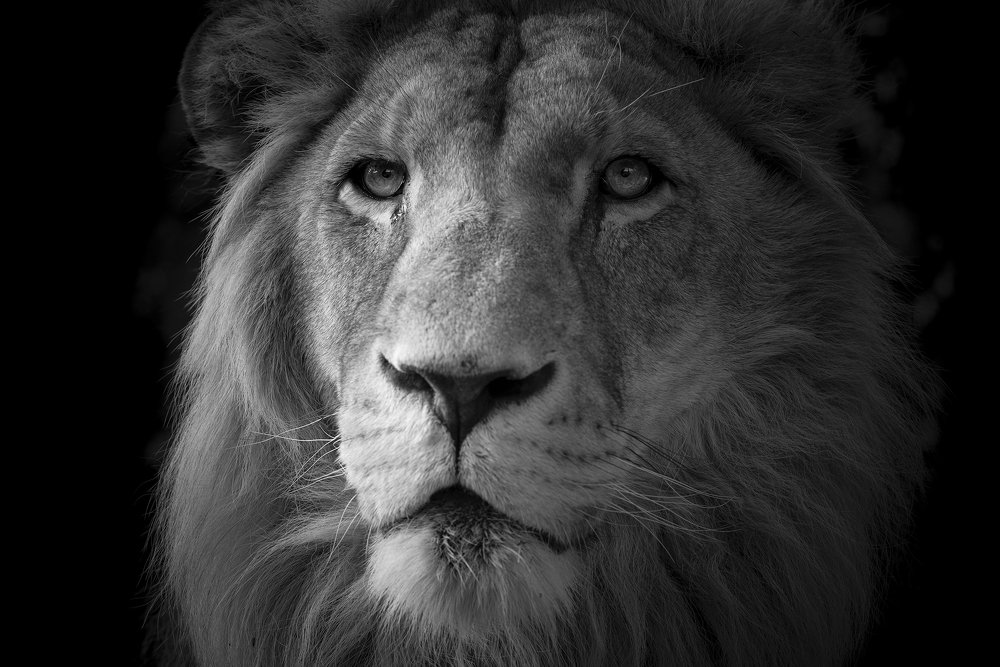 Photograph by Abdul Baqi