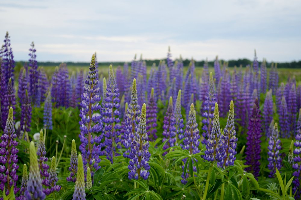Lupins