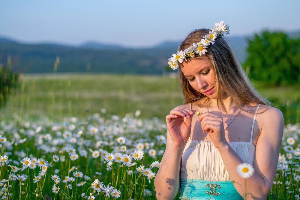 ромашковое поле