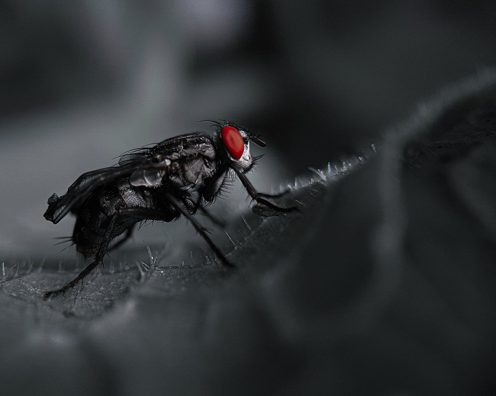 Серебряная муха