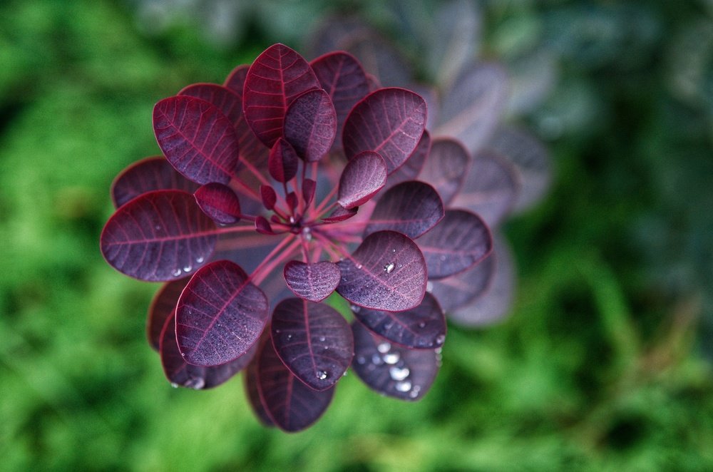 Photograph by Анна Нуразян