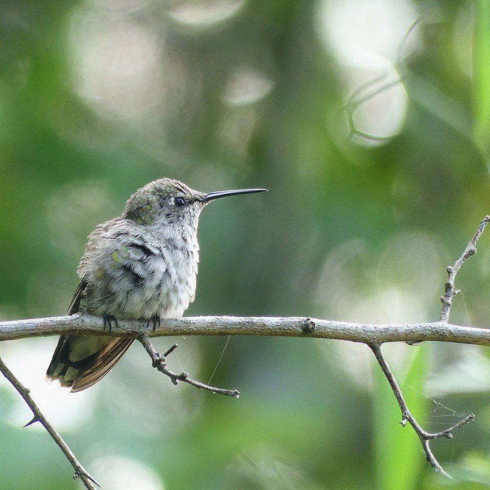 Juvenile Hummingbird