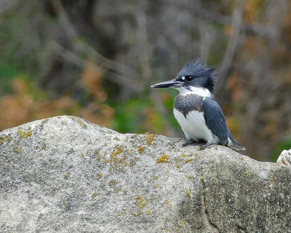 Belted Kingfisher