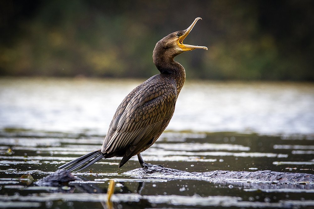 Photograph by Андрей Костромин