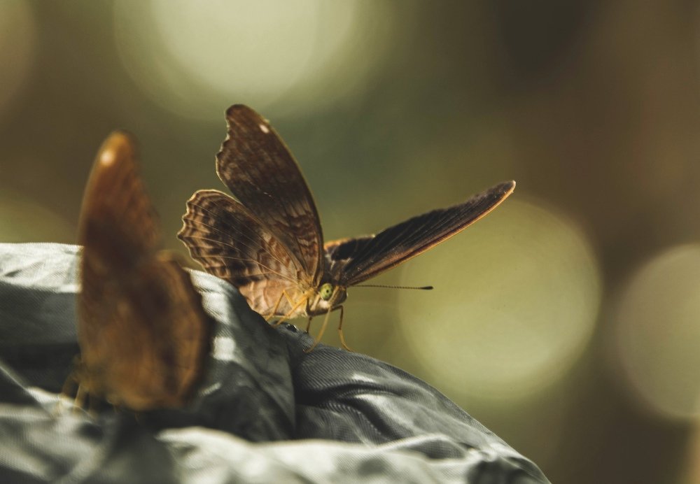 Photograph by Vireak