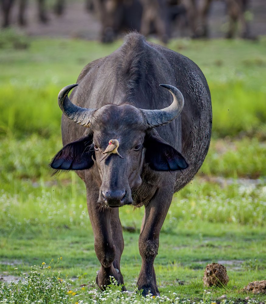 Photograph by Ruzdi Ekenheim