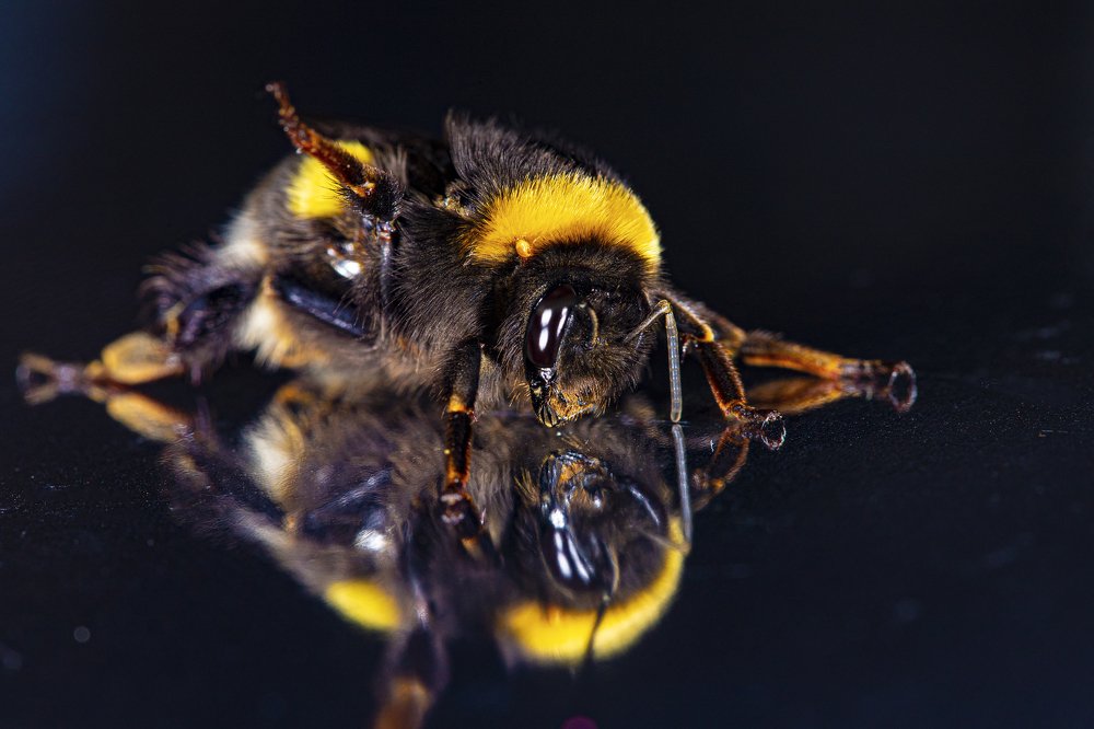 Photograph by Наталья Санталова