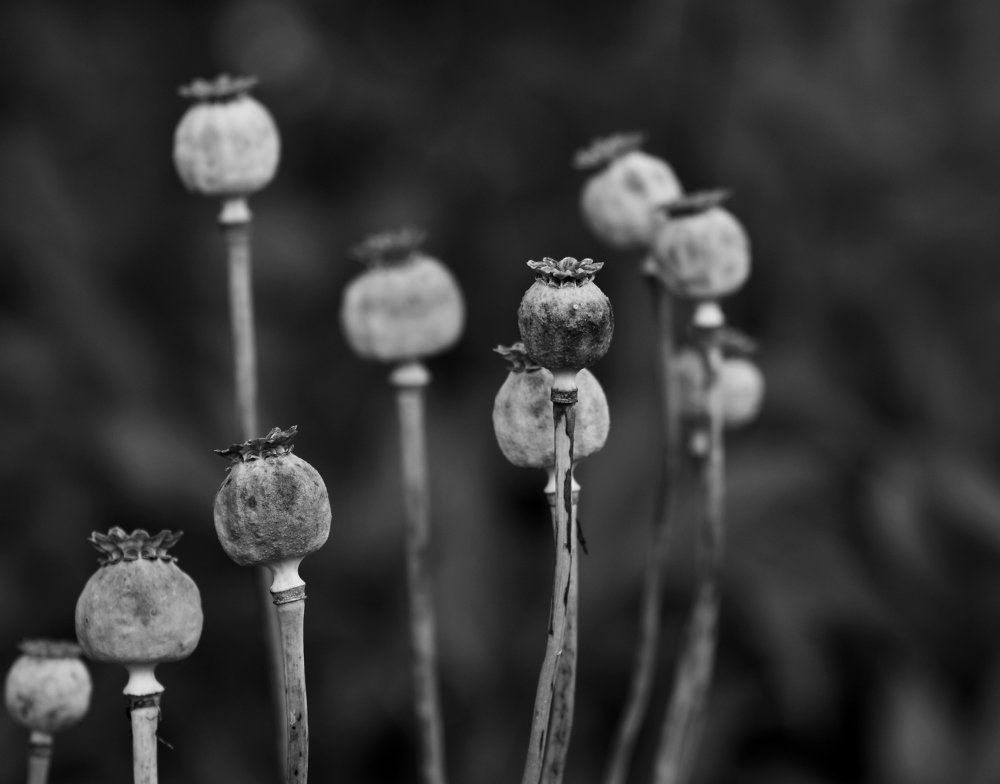 Photograph by Vitalii Kaznin