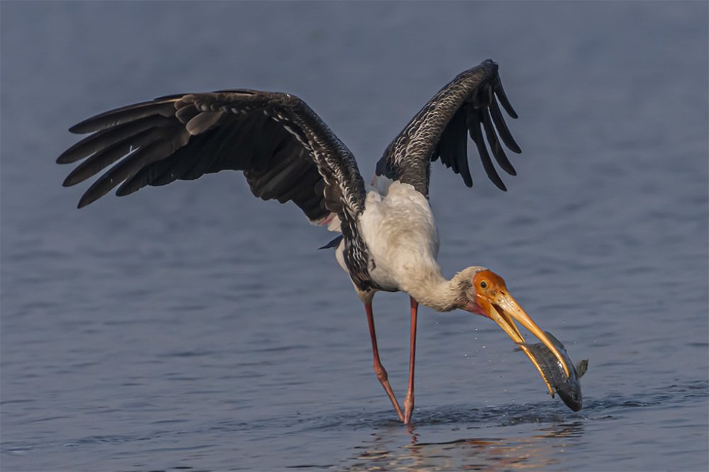 Painted Stork with Kill