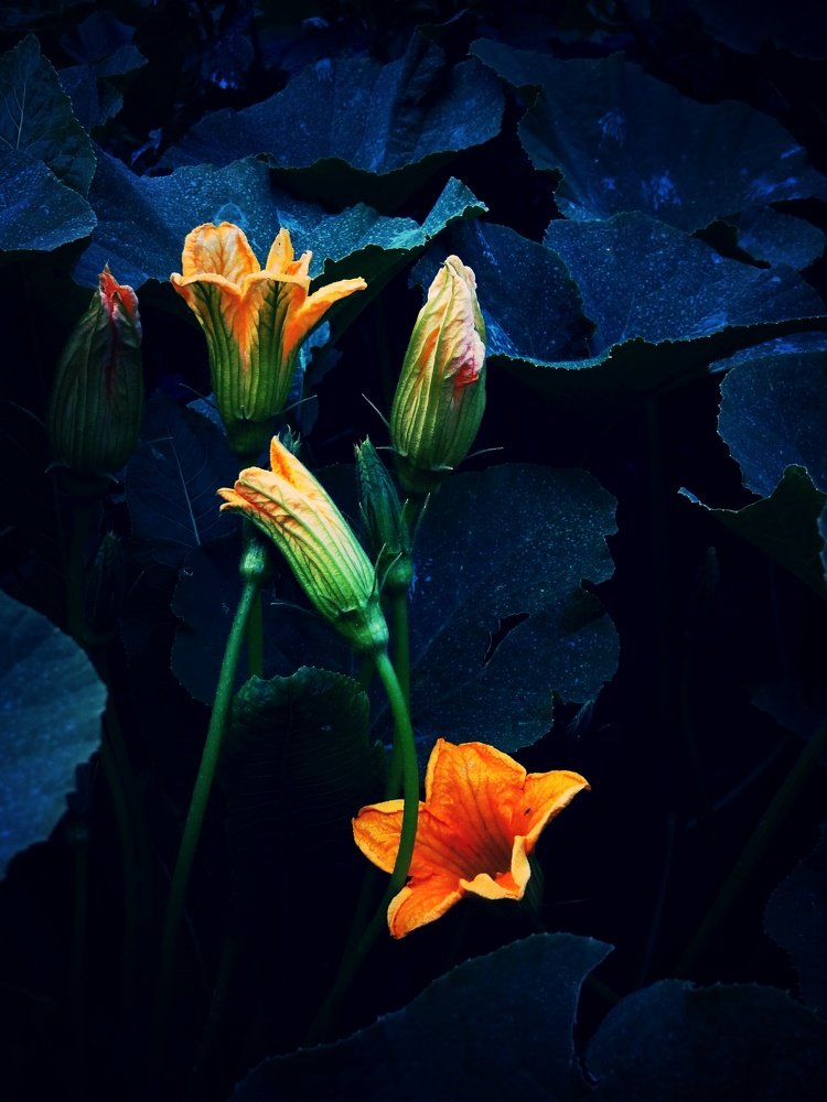 Photograph by Стефанова Татьяна