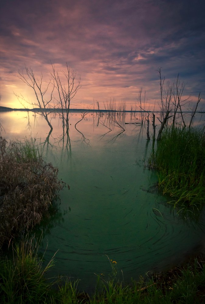 Там чудеса: там леший бродит...