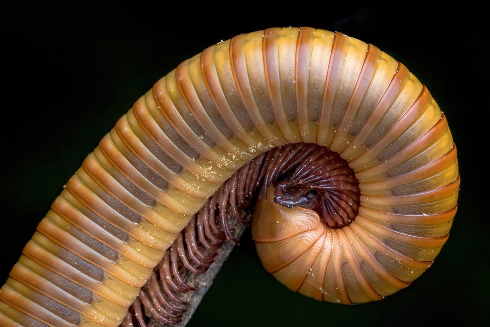 Spirals in Nature