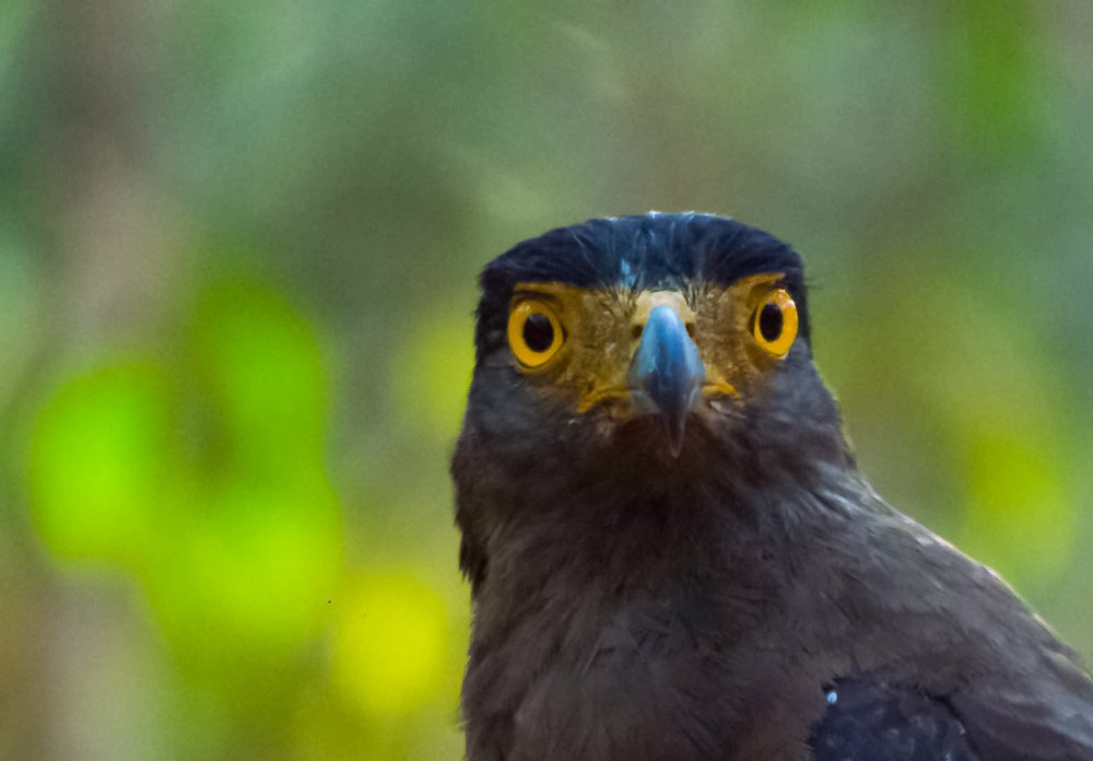 Photograph by Chathurange Weerasinghe