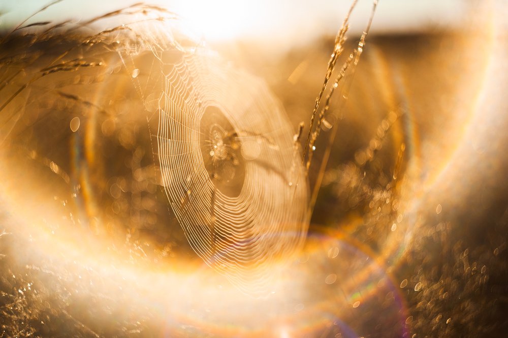 Кружево паутины