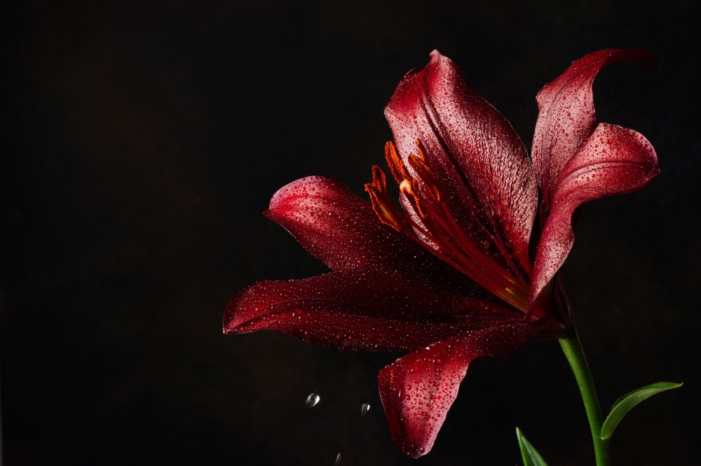 Burgundy lily