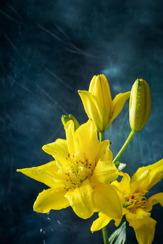 Yellow lily