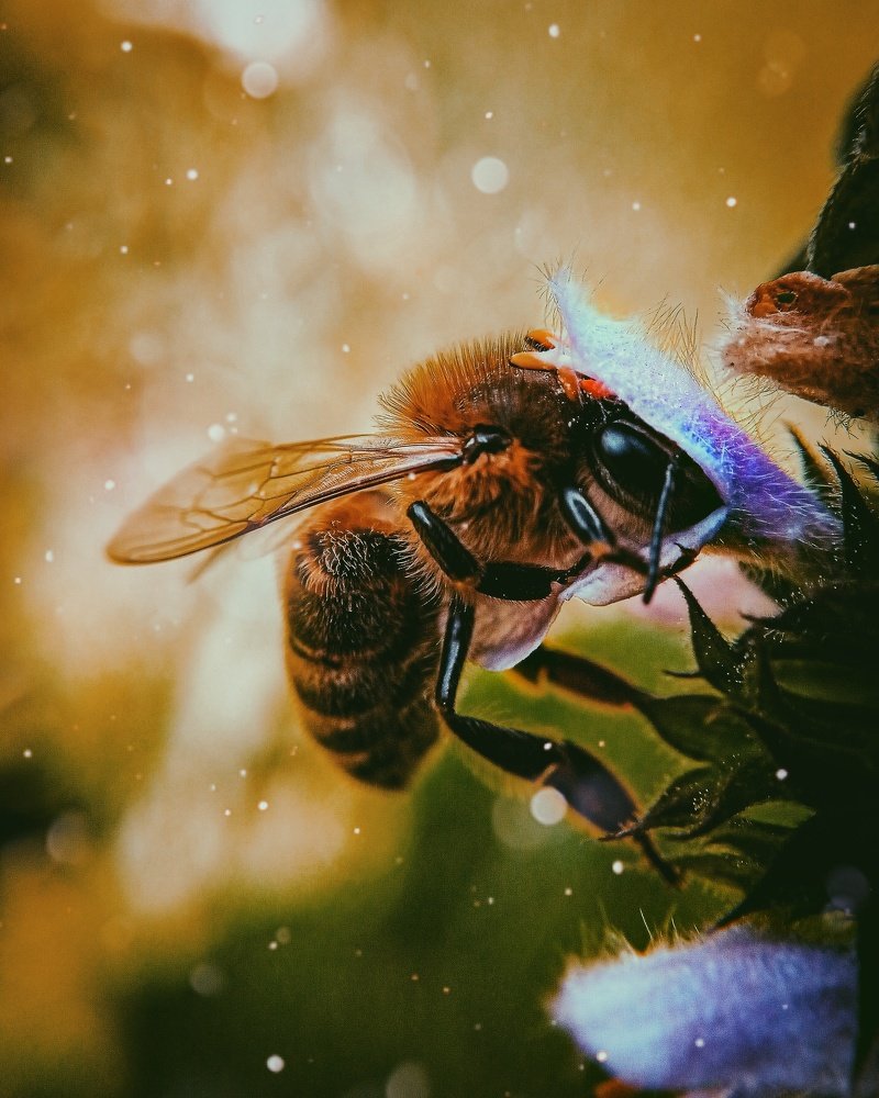 Пчёлка Майя