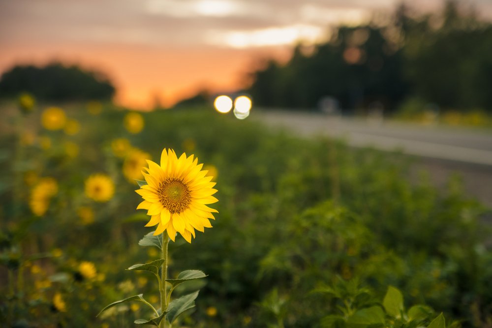 Photograph by Евгений Черкун