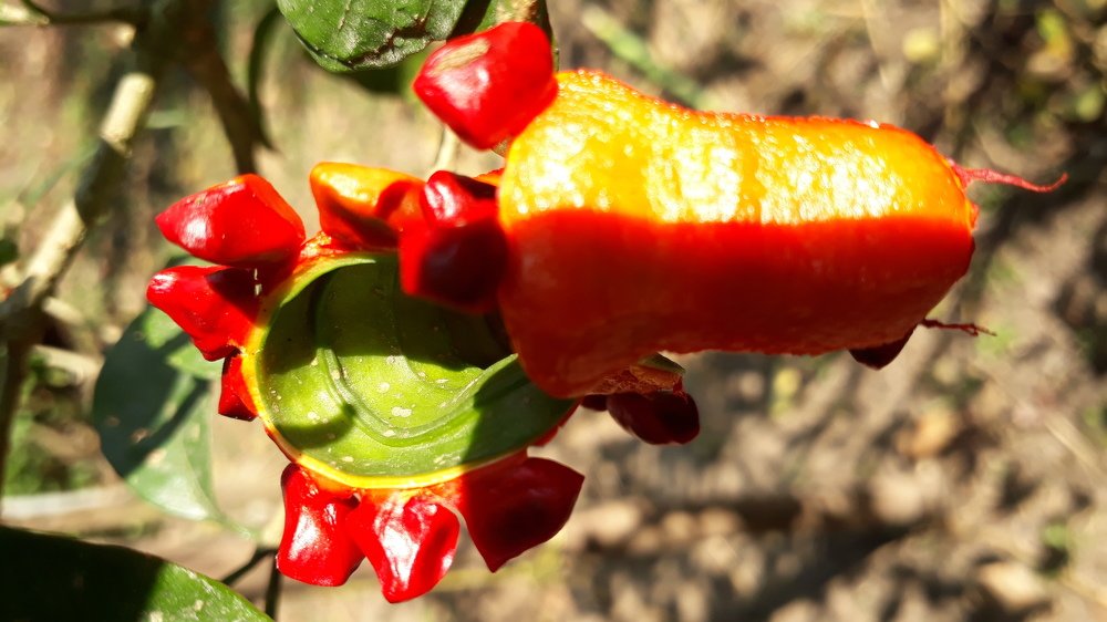 Wild plant