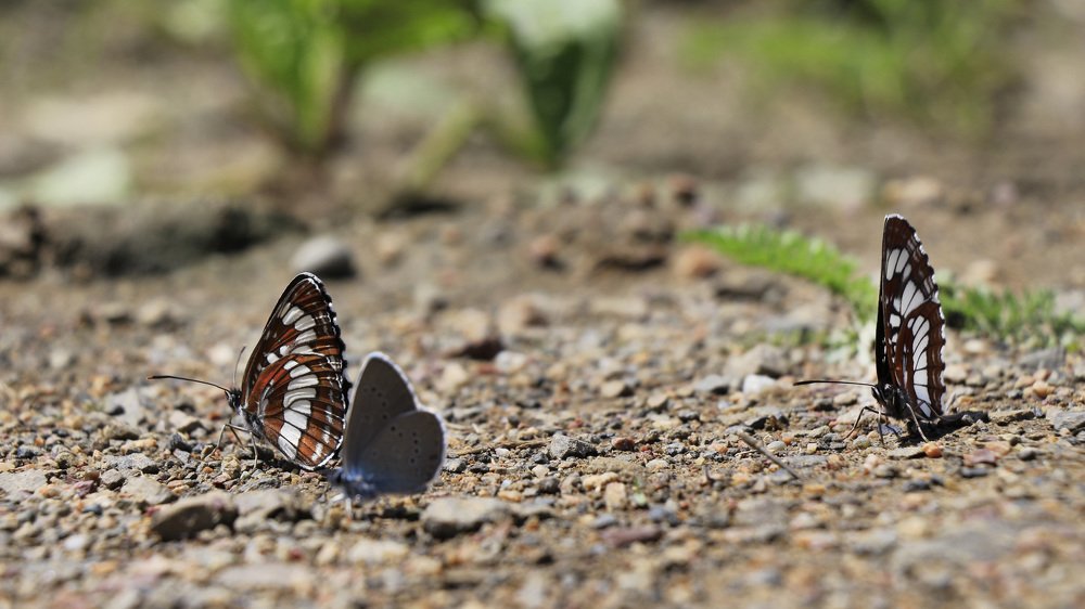 Photograph by Svetlana Victorovna Kibyakova