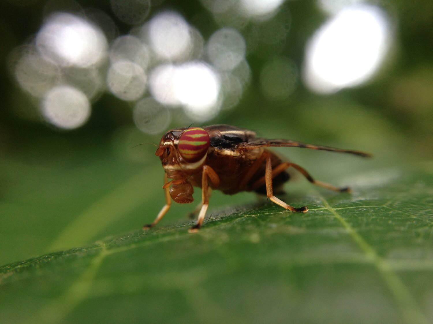 Insect