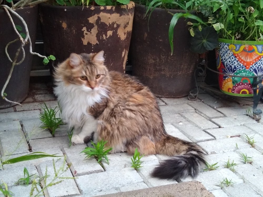 Photo #4824835