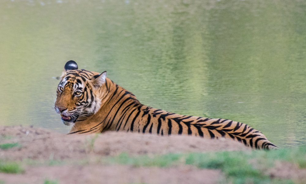 Photograph by Pramathesh Saha