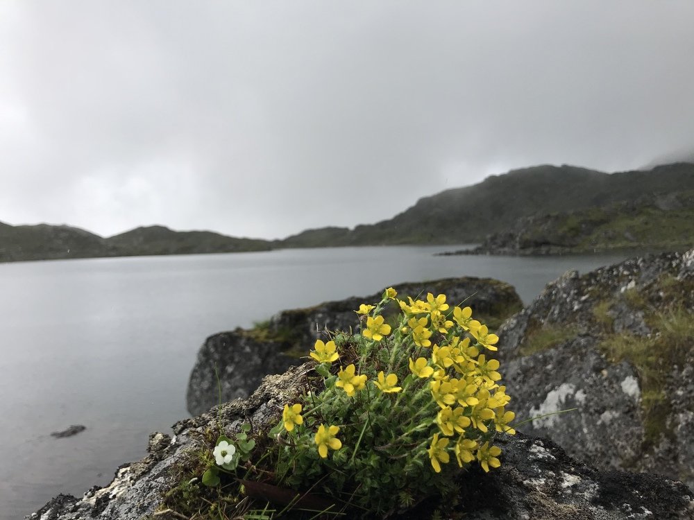 Jagoe Tsho( lake)