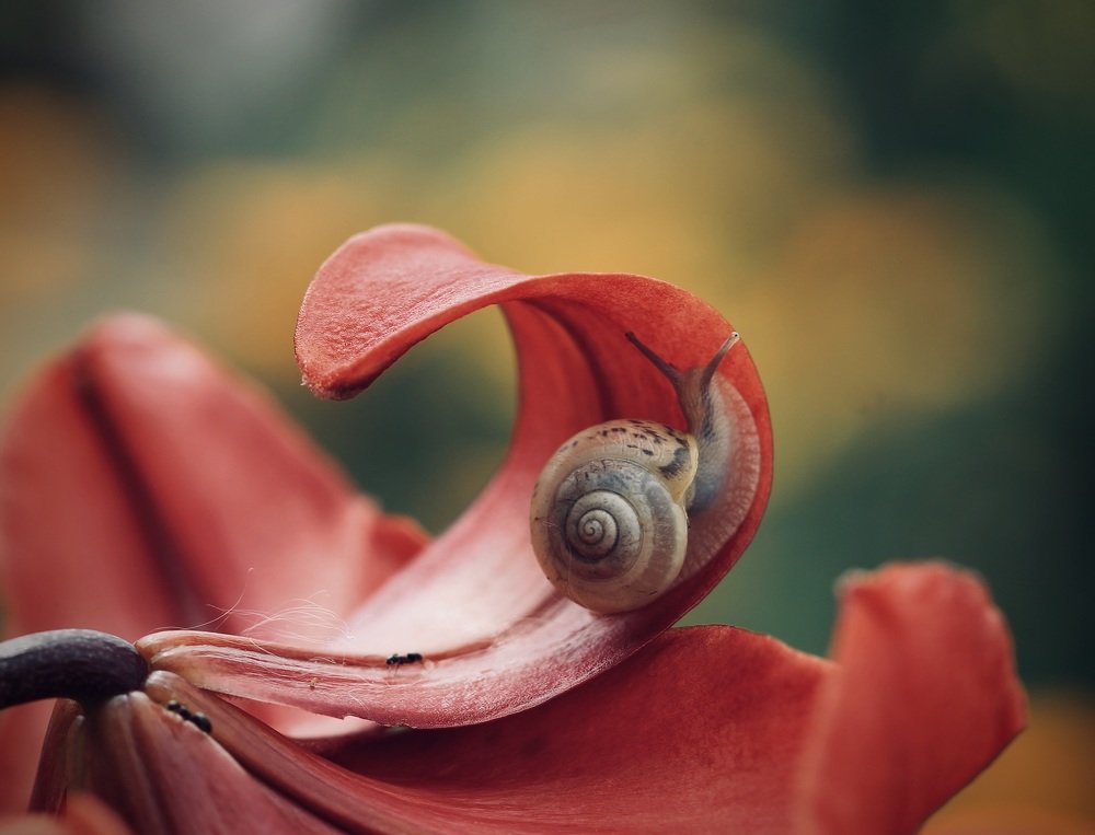 Photograph by Леунина Людмила