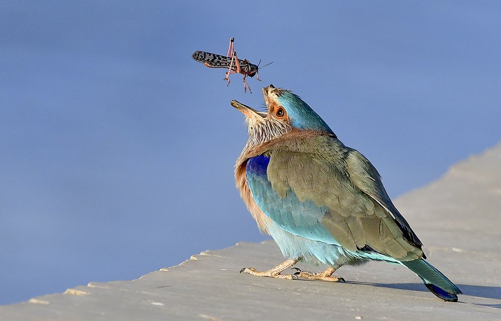 Photograph by DR SUDHIR GAIKWAD