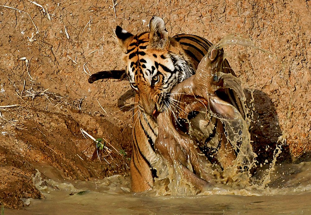 Photograph by DR SUDHIR GAIKWAD