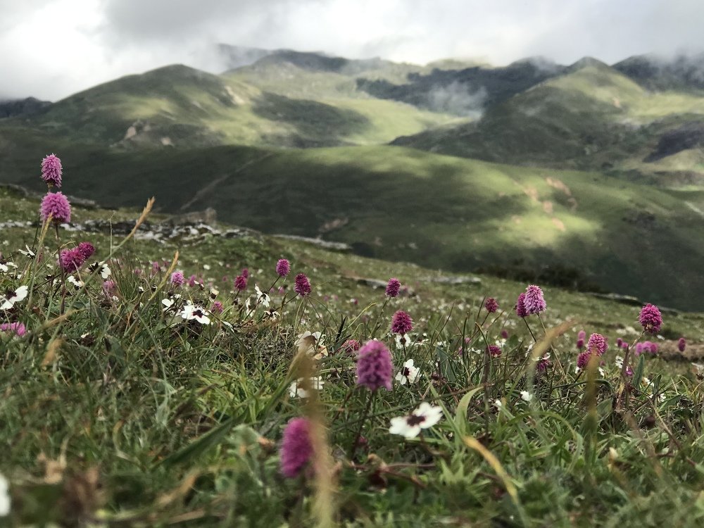 Highland Photo