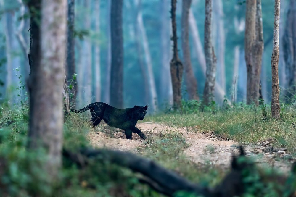 Photograph by Vishwanath Mukunda