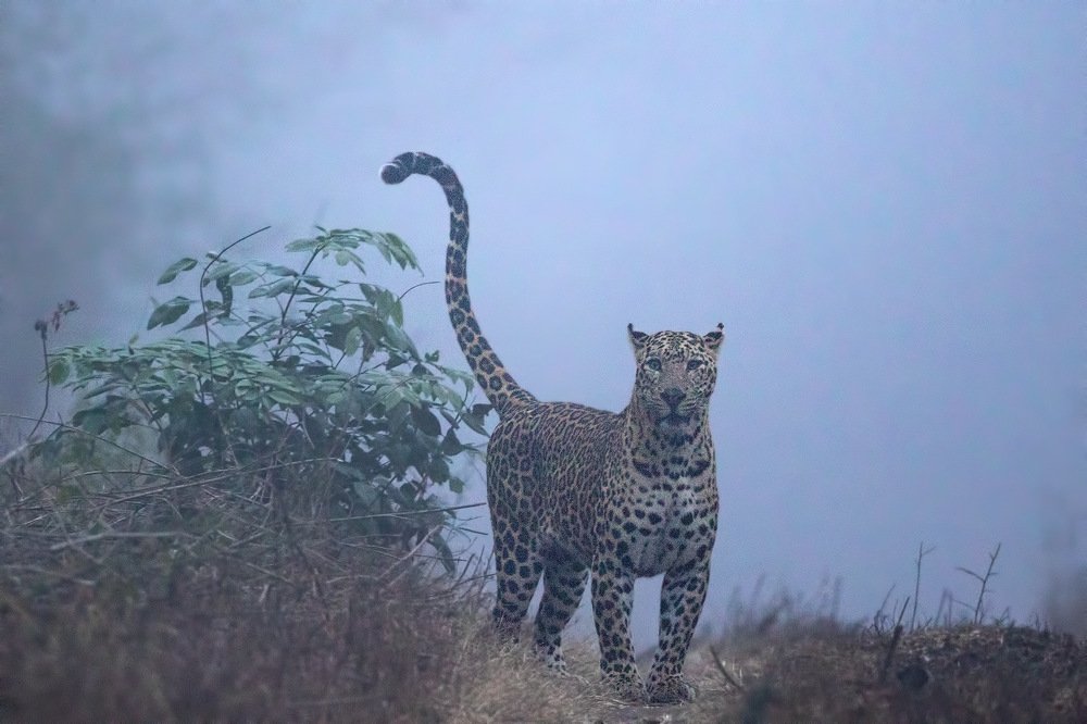 Photograph by Vishwanath Mukunda