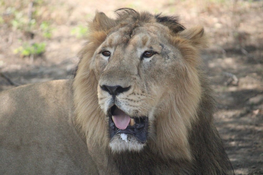 Photograph by Vishwa Trivedi