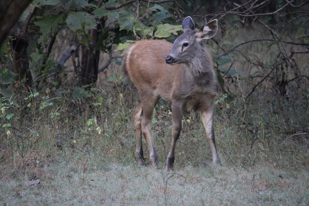 Photograph by Vishwa Trivedi